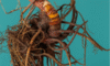 Supplements for Menopause: Effective Natural Remedies