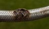 Burst Pipes and Flexi Hoses: Essential Emergency Plumber Tips