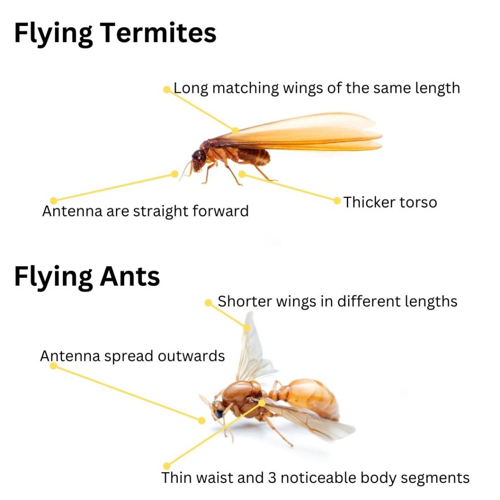 Flying Termites: Importance and Effective Response Strategies
