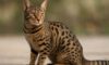 Ocicat Spot Patterns: Discover Distinctive Coat Designs