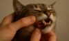 Teeth Brushing Kits for Cats: Key Oral Care Strategies