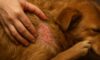 Flea Control Tips to Prevent Autumn Infestations in Pets