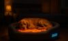 Temperature-Controlled Beds for Pets: Ensuring Maximum Comfort